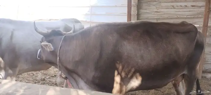 للبيع بقرة سويسرية 3