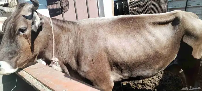 للبيع بقرة سويسرية 0