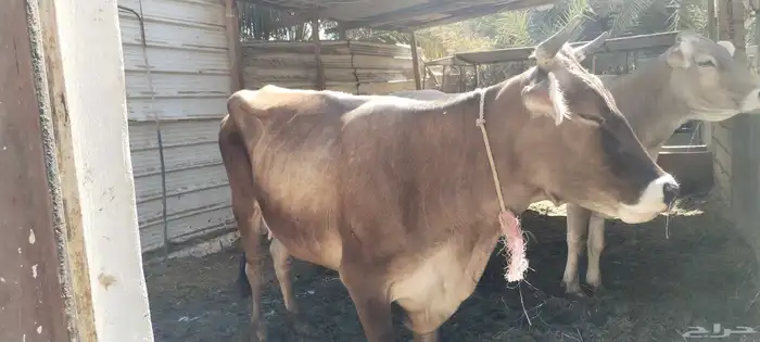 للبيع بقرة سويسرية 1