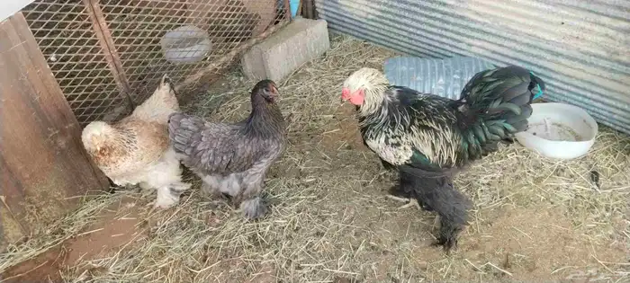دجاج براهما ديك ودجاجتين ما شاء الله صحه كويسه 2