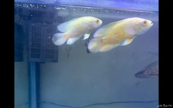 للبيع زوجين سمك أوسكار (Oscar Fish) ما شاء الله 2