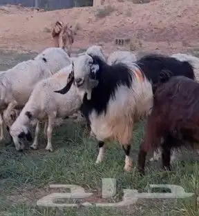 اغنام (تيس للبيع ) 0