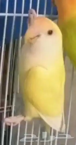 طير روز مفقود 1