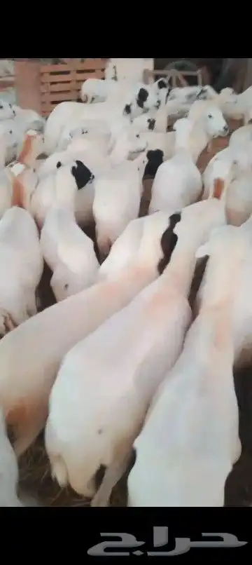 ضان فاخره قريب رفيدي العدد 120 مرح واحد 0