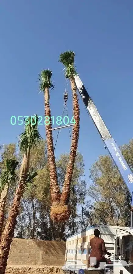 نخل واشنطني زينه .053.0281.804. 0