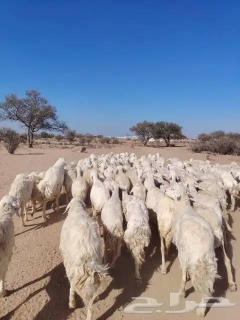 غنم حريه حرش مراح وحد قطعه وحده الغنم طيبه 0