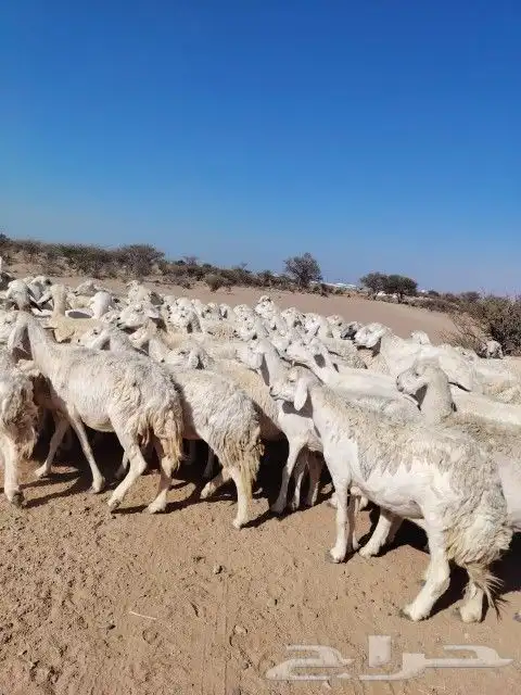 غنم حريه حرش مراح وحد قطعه وحده الغنم طيبه 1