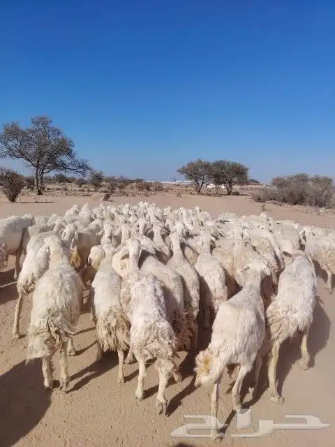 غنم حريه حرش مراح وحد قطعه وحده الغنم طيبه 5