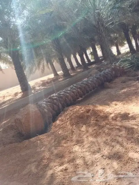 نخل عربي خمسه متر 2