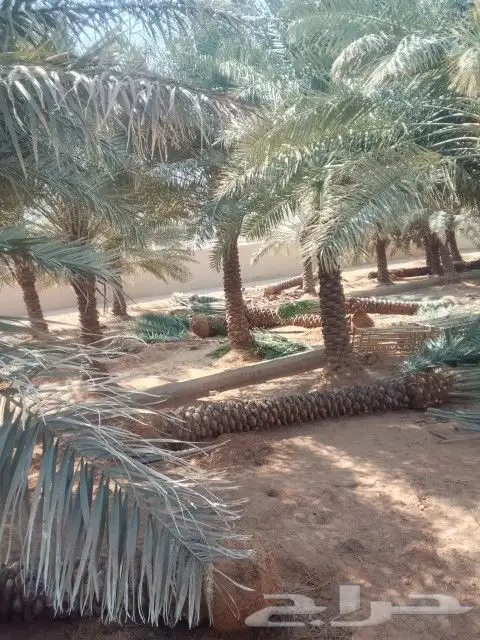 نخل عربي خمسه متر 4