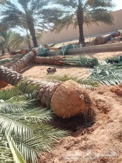 نخل عربي خمسه متر 0