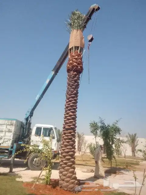 نخل عربي خمسه متر 5