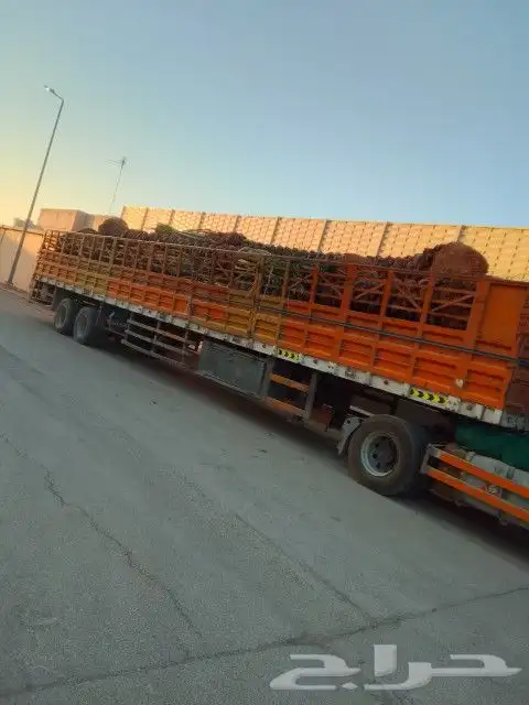 نخل عربي خمسه متر 3