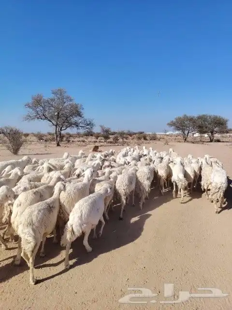 غنم حريه حرش مراح وحد قطعه وحده الغنم طيبه 4