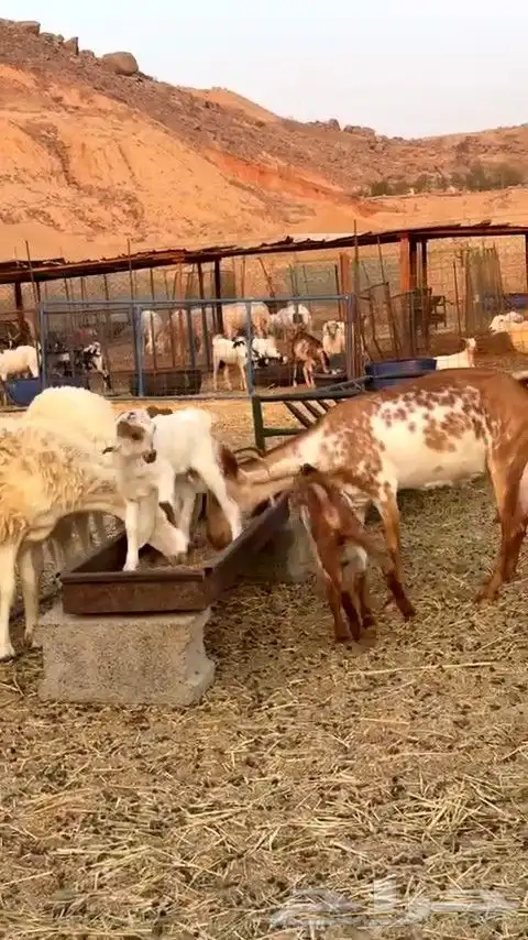 عنز تحتها تيس و جفره بيشيه جرم فاخره ما شاء الله 0