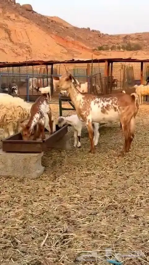 عنز تحتها تيس و جفره بيشيه جرم فاخره ما شاء الله 2