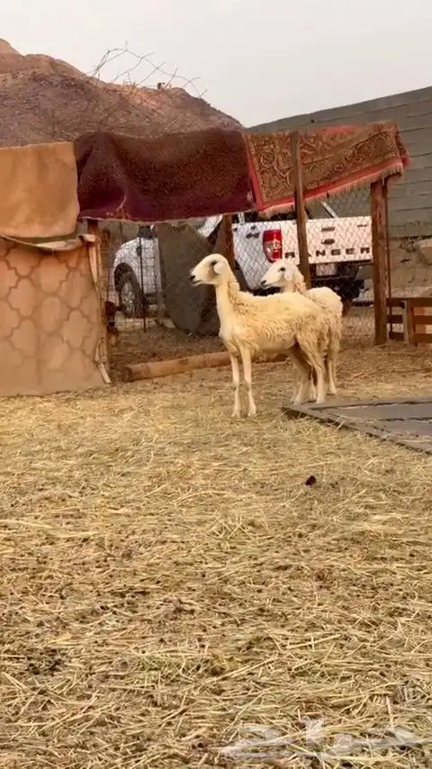 رخال حريه الي بيقني ولا بيذبح رخال طيبه من الديره 2