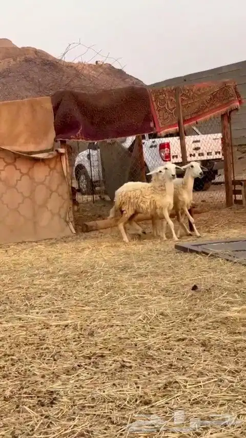 رخال حريه الي بيقني ولا بيذبح رخال طيبه من الديره 3