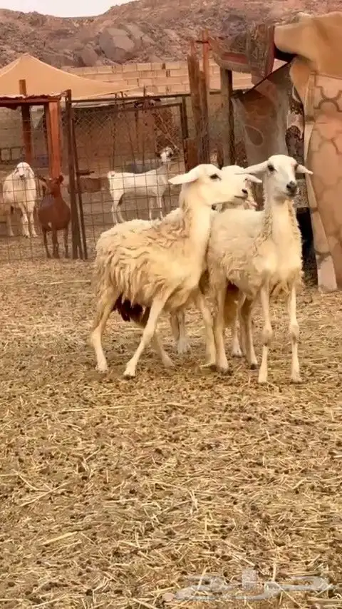 رخال حريه الي بيقني ولا بيذبح رخال طيبه من الديره 0