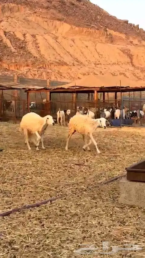 رخال حريه الي بيقني ولا بيذبح رخال طيبه من الديره 4