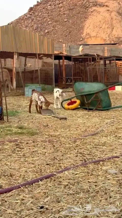 عنز تحتها تيس و جفره بيشيه جرم فاخره ما شاء الله 3