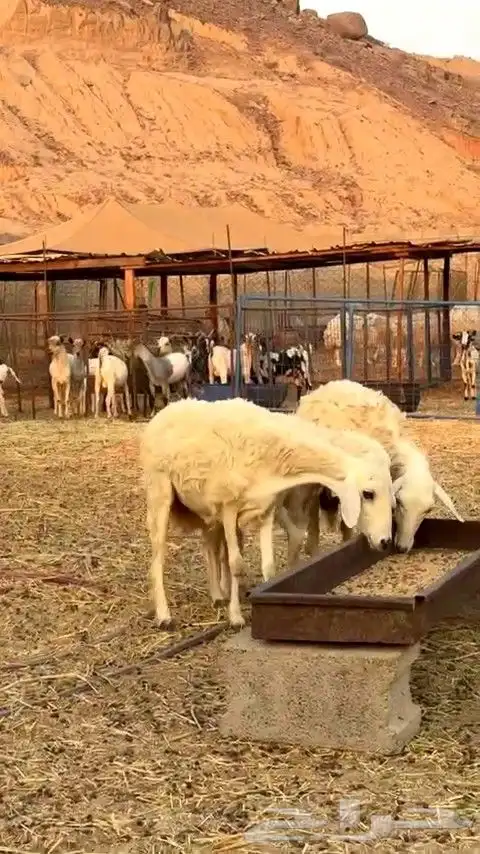 رخال حريه الي بيقني ولا بيذبح رخال طيبه من الديره 5