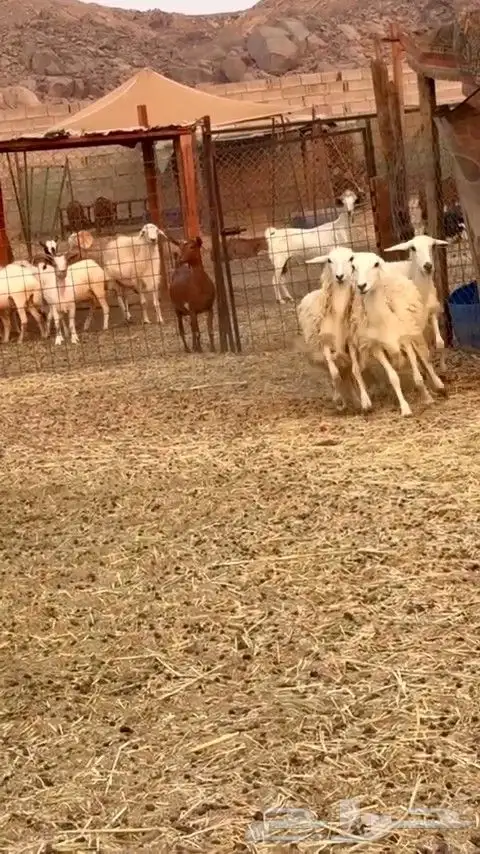 رخال حريه الي بيقني ولا بيذبح رخال طيبه من الديره 6