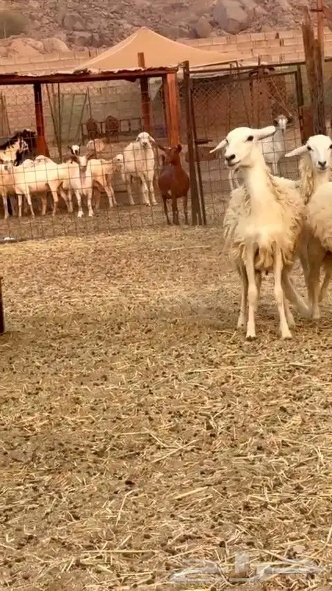 رخال حريه الي بيقني ولا بيذبح رخال طيبه من الديره 1