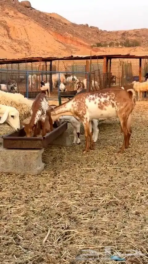 عنز تحتها تيس و جفره بيشيه جرم فاخره ما شاء الله 1