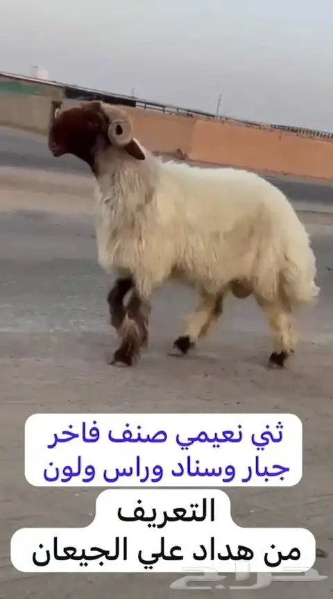 فحول نعيم 2