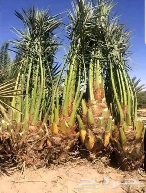 نخل للبيع 6