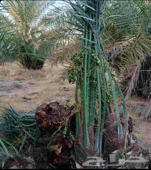 فروخ سكري وصقعي وشيشي طيبه وعلى الشرط والعدد كبير جدا  توريد 3