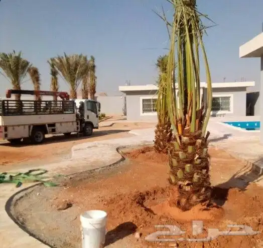 نخل مثمر نخل واشنطني زينه نخيل صقعي مجدول اخلاص سكري هلالي 4