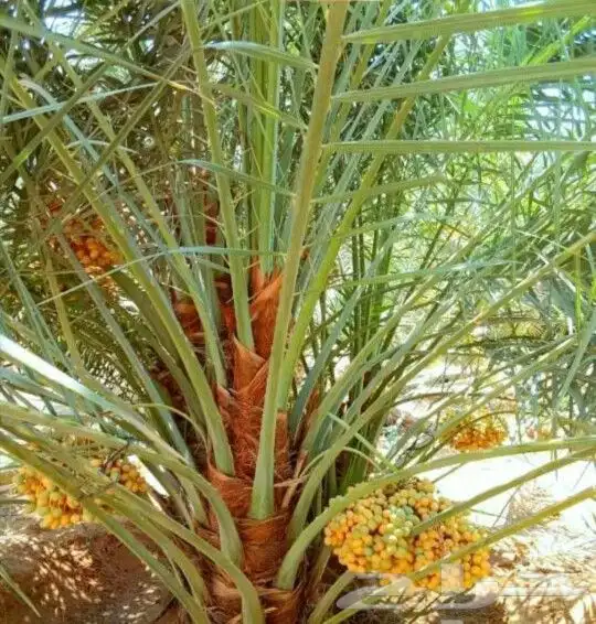 نخل مثمر نخل واشنطني زينه نخيل صقعي مجدول اخلاص سكري هلالي 0