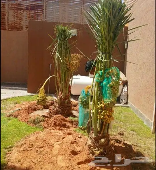 نخل مثمر نخل واشنطني زينه نخيل صقعي مجدول اخلاص سكري هلالي 1