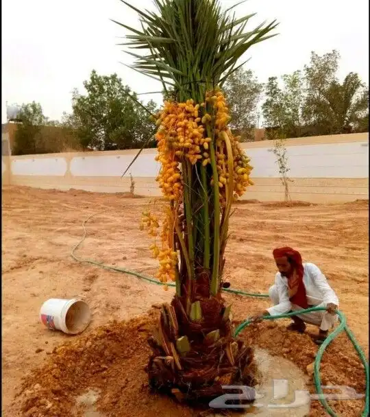 نخل مثمر نخل واشنطني زينه نخيل صقعي مجدول اخلاص سكري هلالي 5
