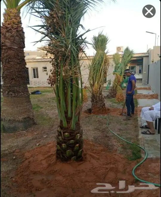 نخل مثمر نخل واشنطني زينه نخيل صقعي مجدول اخلاص سكري هلالي 2