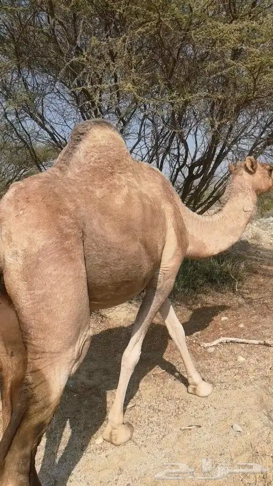 ابل لقاح العرضيات 4