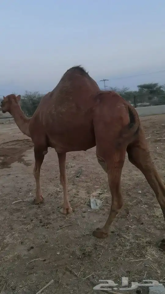 ابل لقاح العرضيات 0