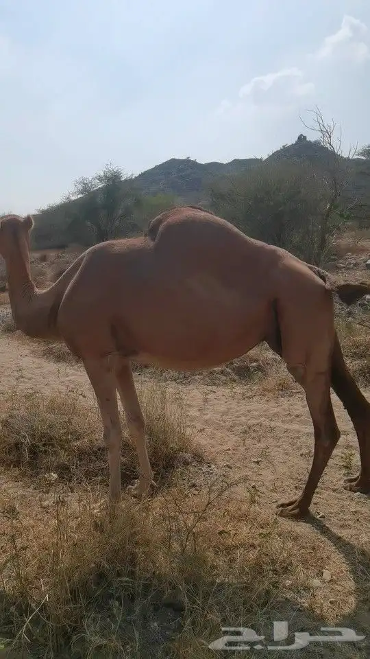 ابل لقاح العرضيات 3