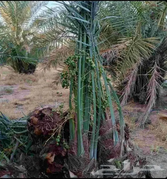 فروخ سكري وصقعي وشيشي طيبه وعلى الشرط والعدد كبير جدا  توريد 2