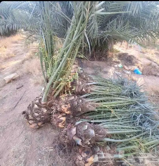 فروخ سكري وصقعي وشيشي طيبه وعلى الشرط والعدد كبير جدا  توريد 4