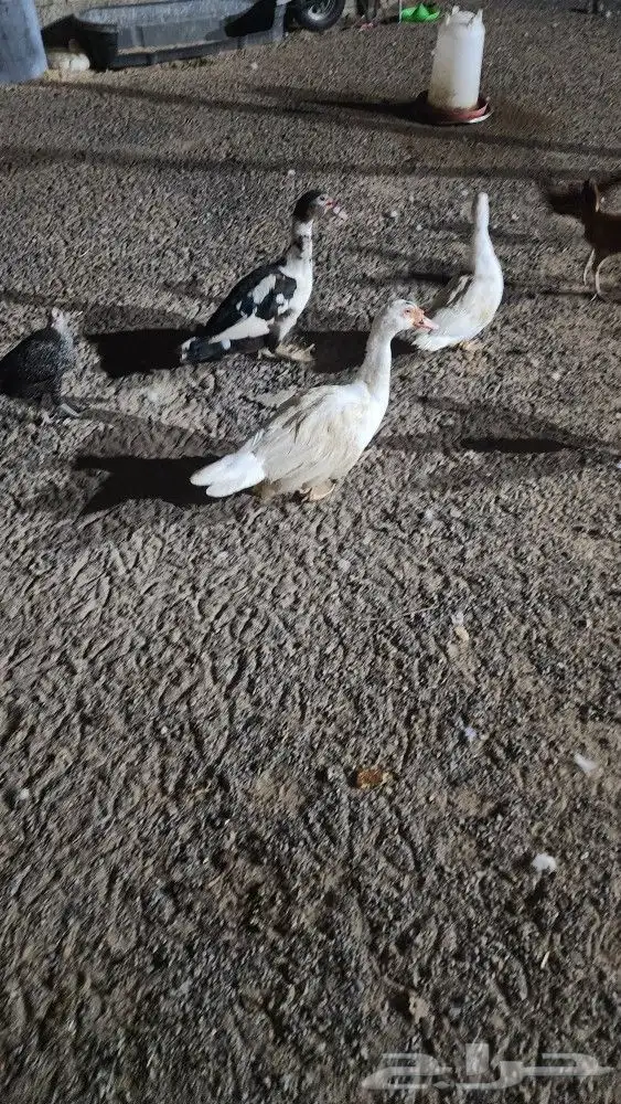 بيع بط مصري سته الواحد 35 ريال قابل للمفاوضه 1