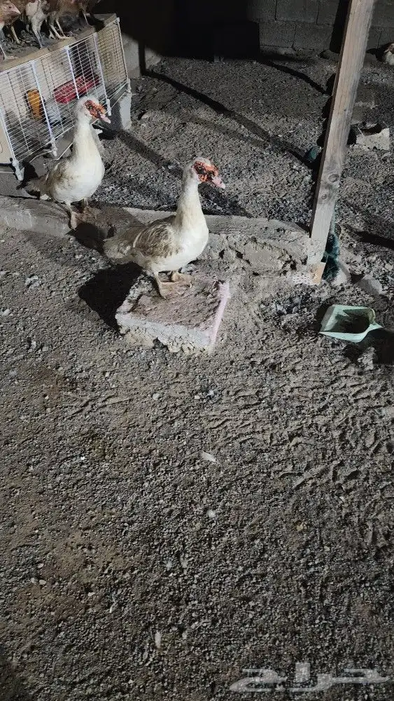 بيع بط مصري سته الواحد 35 ريال قابل للمفاوضه 2