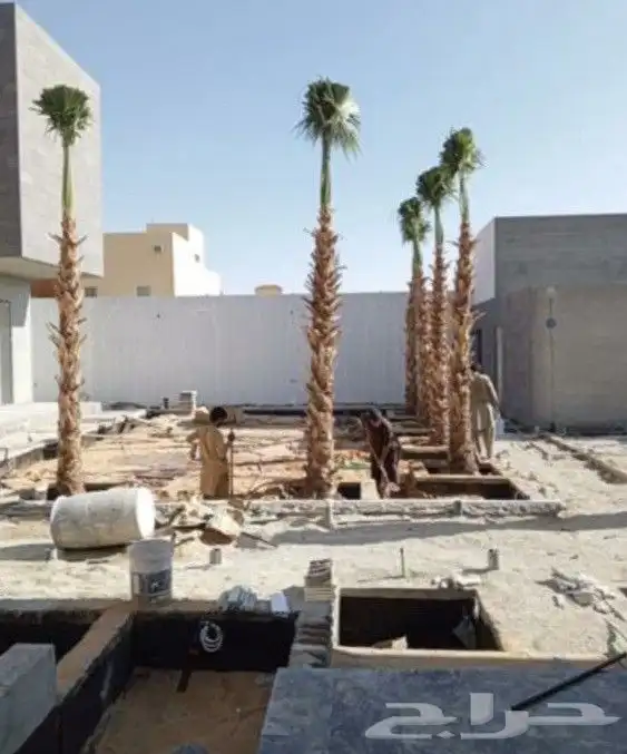 نخل وشنطني زينه 9