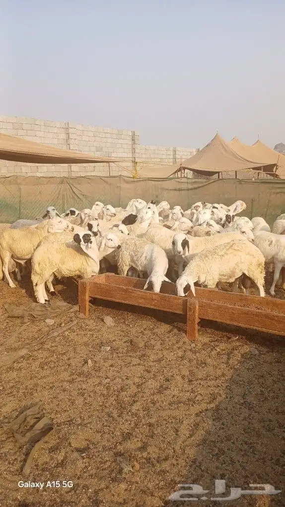 طليان سواكني شبيه الحري 2