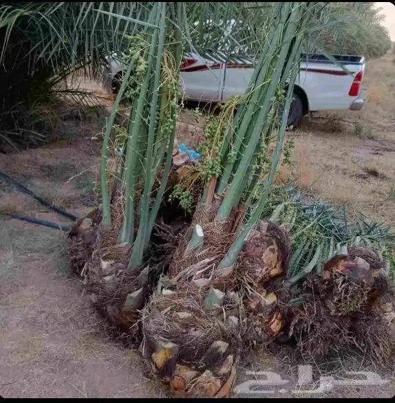 فروخ سكري وصقعي وشيشي طيبه وعلى الشرط والعدد كبير جدا  توريد 1