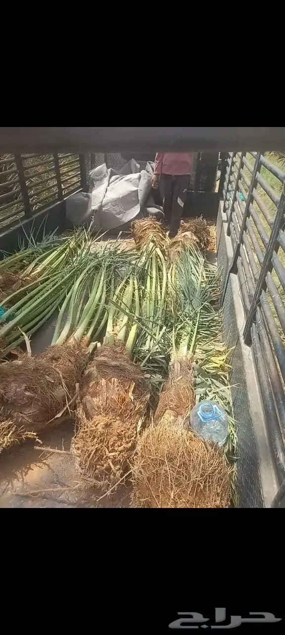 نخل مثمر فاخر نخل واشنطني زينه خلاص سكري هلالي ونانه مجدول 5