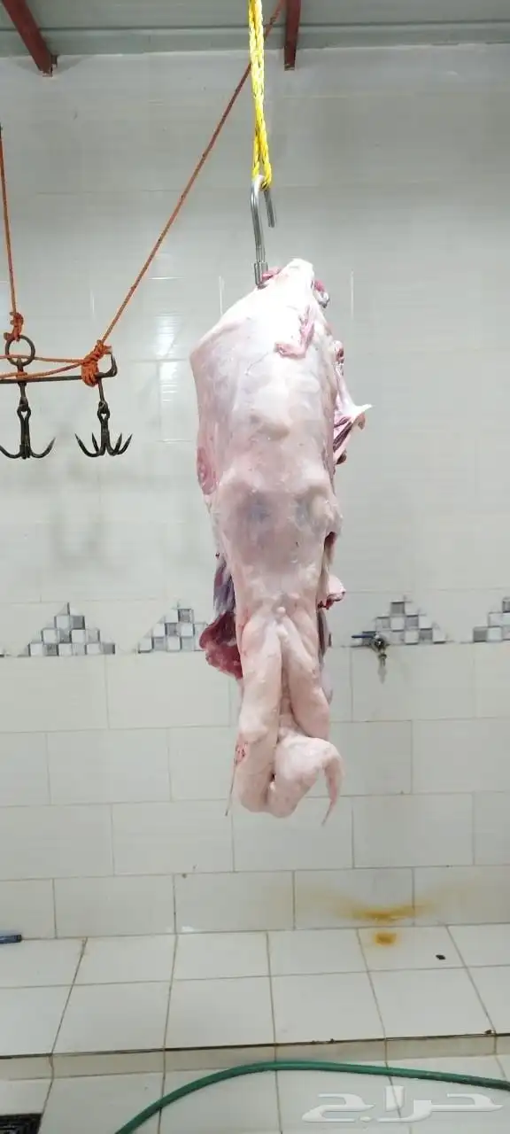 ذبايح السعد وأبشر بالسعد 10