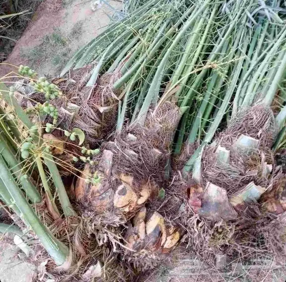 فروخ سكري وصقعي وشيشي طيبه وعلى الشرط والعدد كبير جدا  توريد 0